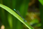 DSC_0706.JPG