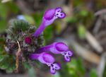 DSC_1762.JPG1.jpg
